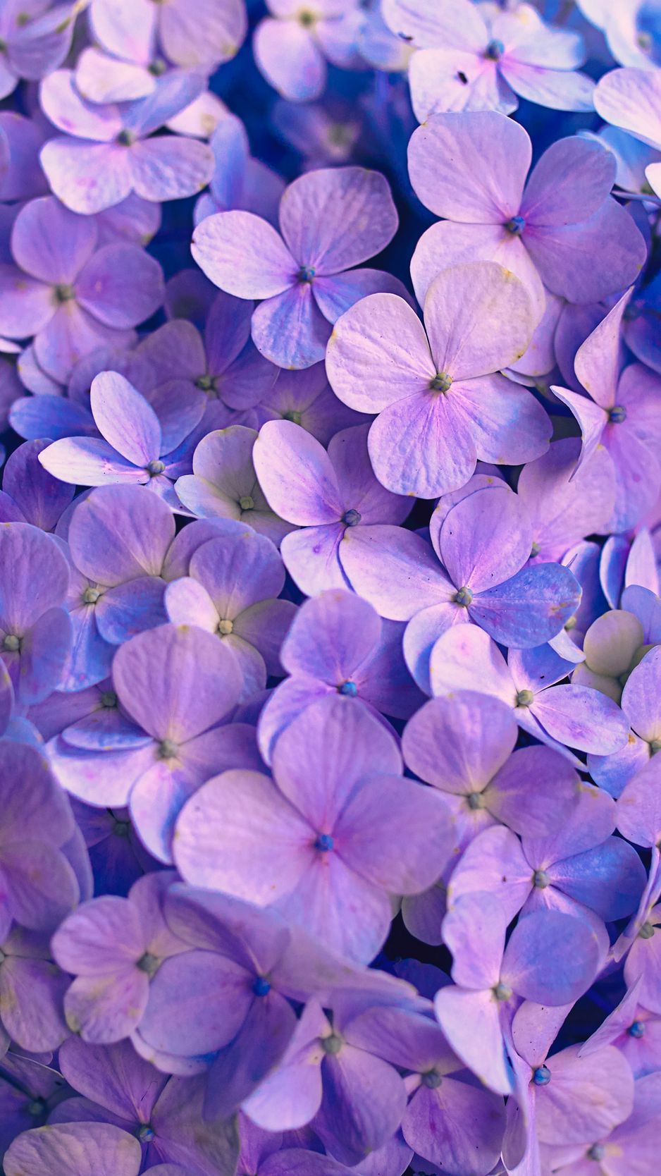 Download wallpaper 938x1668 hydrangea, flowers, petals, purple iphone 8/7/6s/6  for parallax hd background