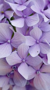 Preview wallpaper hydrangea, flowers, petals, purple, macro