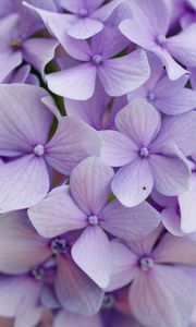 Preview wallpaper hydrangea, flowers, petals, purple, macro