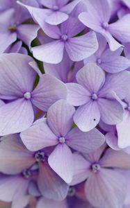Preview wallpaper hydrangea, flowers, petals, purple, macro
