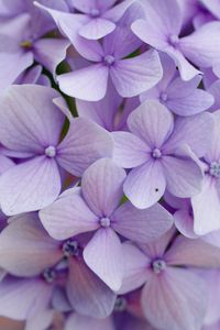 Preview wallpaper hydrangea, flowers, petals, purple, macro