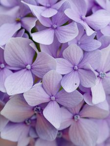 Preview wallpaper hydrangea, flowers, petals, purple, macro