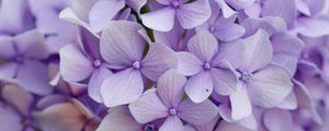 Preview wallpaper hydrangea, flowers, petals, purple, macro