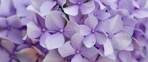 Preview wallpaper hydrangea, flowers, petals, purple, macro