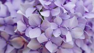Preview wallpaper hydrangea, flowers, petals, purple, macro