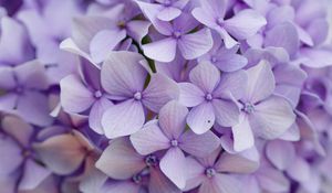 Preview wallpaper hydrangea, flowers, petals, purple, macro