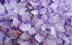 Preview wallpaper hydrangea, flowers, petals, purple, macro