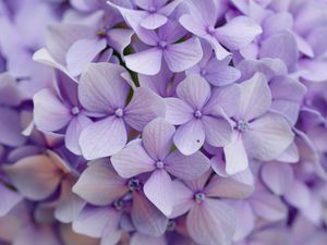 Preview wallpaper hydrangea, flowers, petals, purple, macro