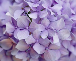 Preview wallpaper hydrangea, flowers, petals, purple, macro