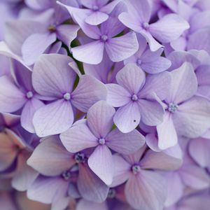 Preview wallpaper hydrangea, flowers, petals, purple, macro