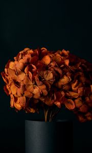 Preview wallpaper hydrangea, flowers, petals, orange