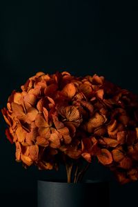 Preview wallpaper hydrangea, flowers, petals, orange