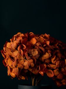 Preview wallpaper hydrangea, flowers, petals, orange