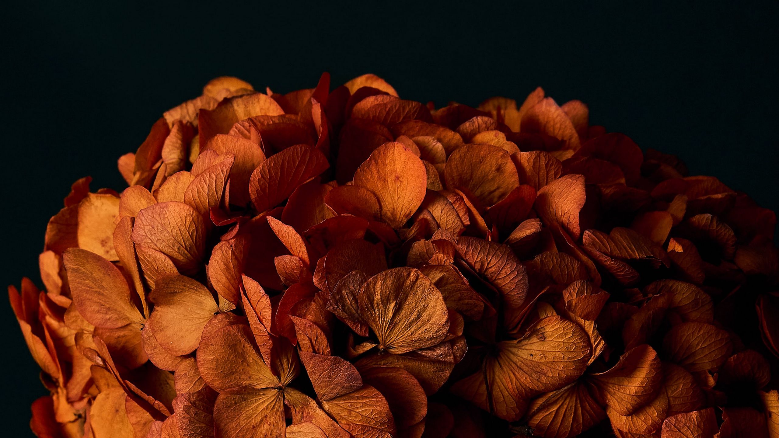 Download wallpaper 2560x1440 hydrangea, flowers, petals, orange