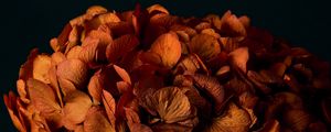 Preview wallpaper hydrangea, flowers, petals, orange