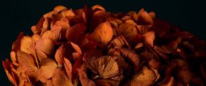 Preview wallpaper hydrangea, flowers, petals, orange