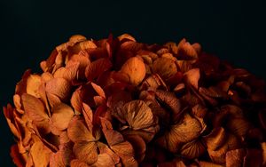Preview wallpaper hydrangea, flowers, petals, orange