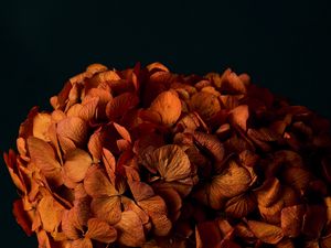 Preview wallpaper hydrangea, flowers, petals, orange