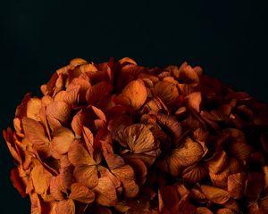 Preview wallpaper hydrangea, flowers, petals, orange