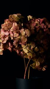 Preview wallpaper hydrangea, flowers, petals, branches, macro, black