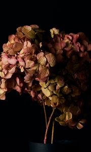 Preview wallpaper hydrangea, flowers, petals, branches, macro, black