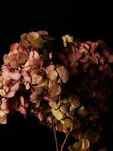 Preview wallpaper hydrangea, flowers, petals, branches, macro, black