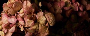 Preview wallpaper hydrangea, flowers, petals, branches, macro, black