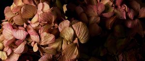 Preview wallpaper hydrangea, flowers, petals, branches, macro, black