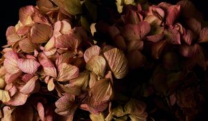 Preview wallpaper hydrangea, flowers, petals, branches, macro, black