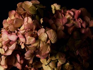 Preview wallpaper hydrangea, flowers, petals, branches, macro, black