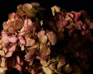 Preview wallpaper hydrangea, flowers, petals, branches, macro, black