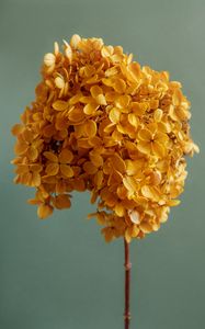 Preview wallpaper hydrangea, flowers, petals, branch, aesthetics