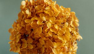 Preview wallpaper hydrangea, flowers, petals, branch, aesthetics