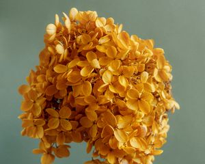 Preview wallpaper hydrangea, flowers, petals, branch, aesthetics