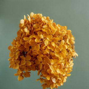 Preview wallpaper hydrangea, flowers, petals, branch, aesthetics