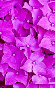Preview wallpaper hydrangea, flowers, petals, macro