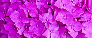 Preview wallpaper hydrangea, flowers, petals, macro