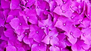 Preview wallpaper hydrangea, flowers, petals, macro