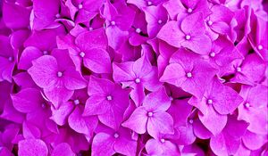 Preview wallpaper hydrangea, flowers, petals, macro