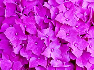 Preview wallpaper hydrangea, flowers, petals, macro