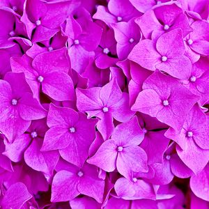 Preview wallpaper hydrangea, flowers, petals, macro
