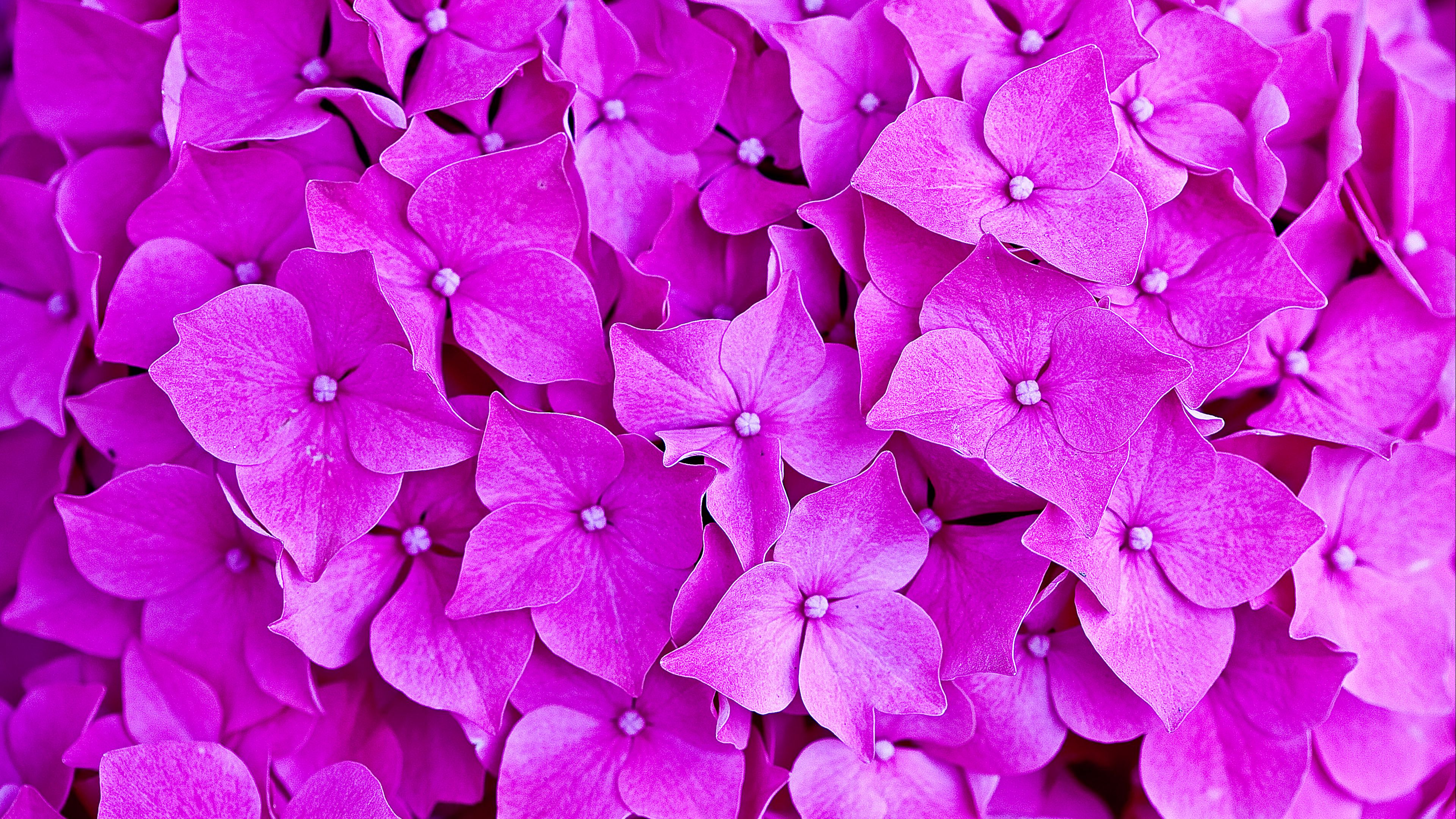 Download wallpaper 3840x2160 hydrangea, flowers, petals, macro 4k uhd
