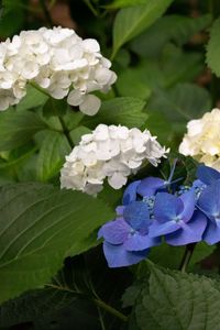 Preview wallpaper hydrangea, flowers, petals, plant, macro