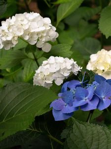 Preview wallpaper hydrangea, flowers, petals, plant, macro