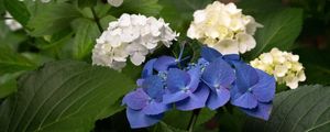 Preview wallpaper hydrangea, flowers, petals, plant, macro