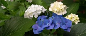 Preview wallpaper hydrangea, flowers, petals, plant, macro