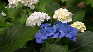 Preview wallpaper hydrangea, flowers, petals, plant, macro