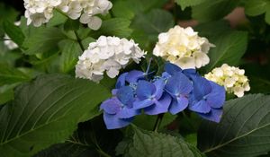 Preview wallpaper hydrangea, flowers, petals, plant, macro