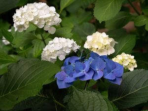 Preview wallpaper hydrangea, flowers, petals, plant, macro