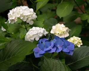 Preview wallpaper hydrangea, flowers, petals, plant, macro